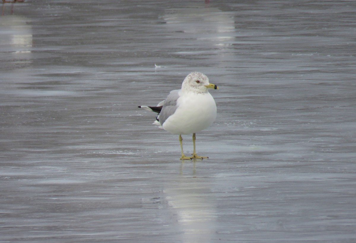 Ring-billed Gull - ML630997345