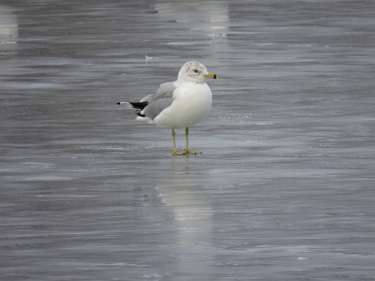 Ring-billed Gull - ML630997346