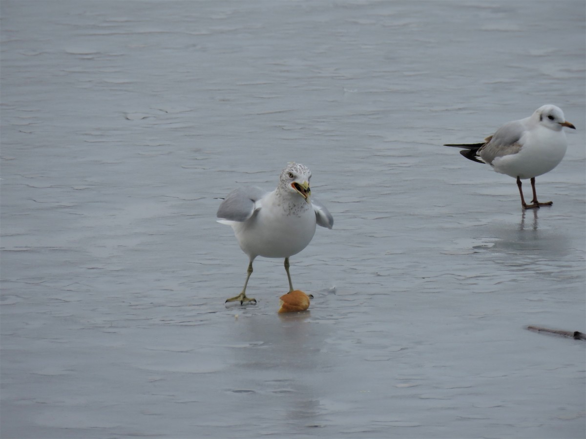 Ring-billed Gull - ML630997347