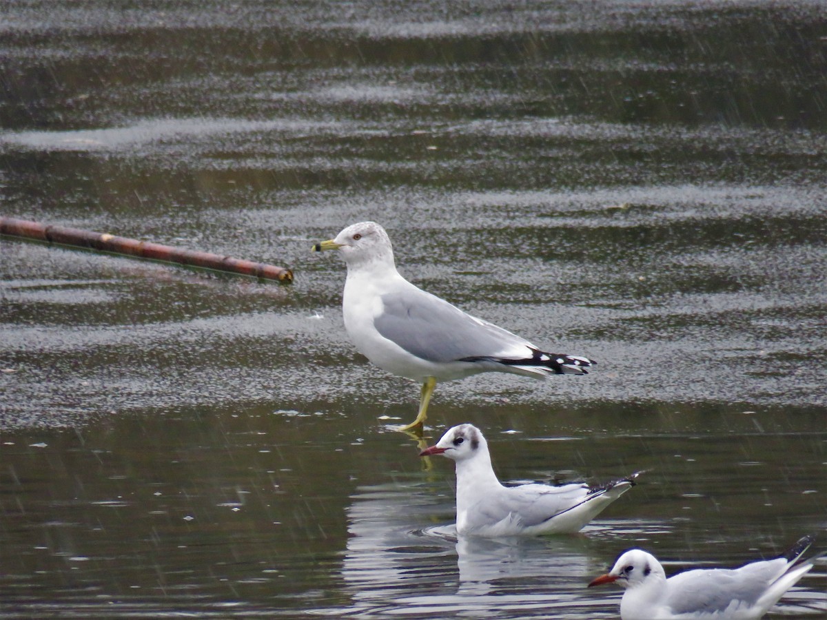 Ring-billed Gull - ML630997351