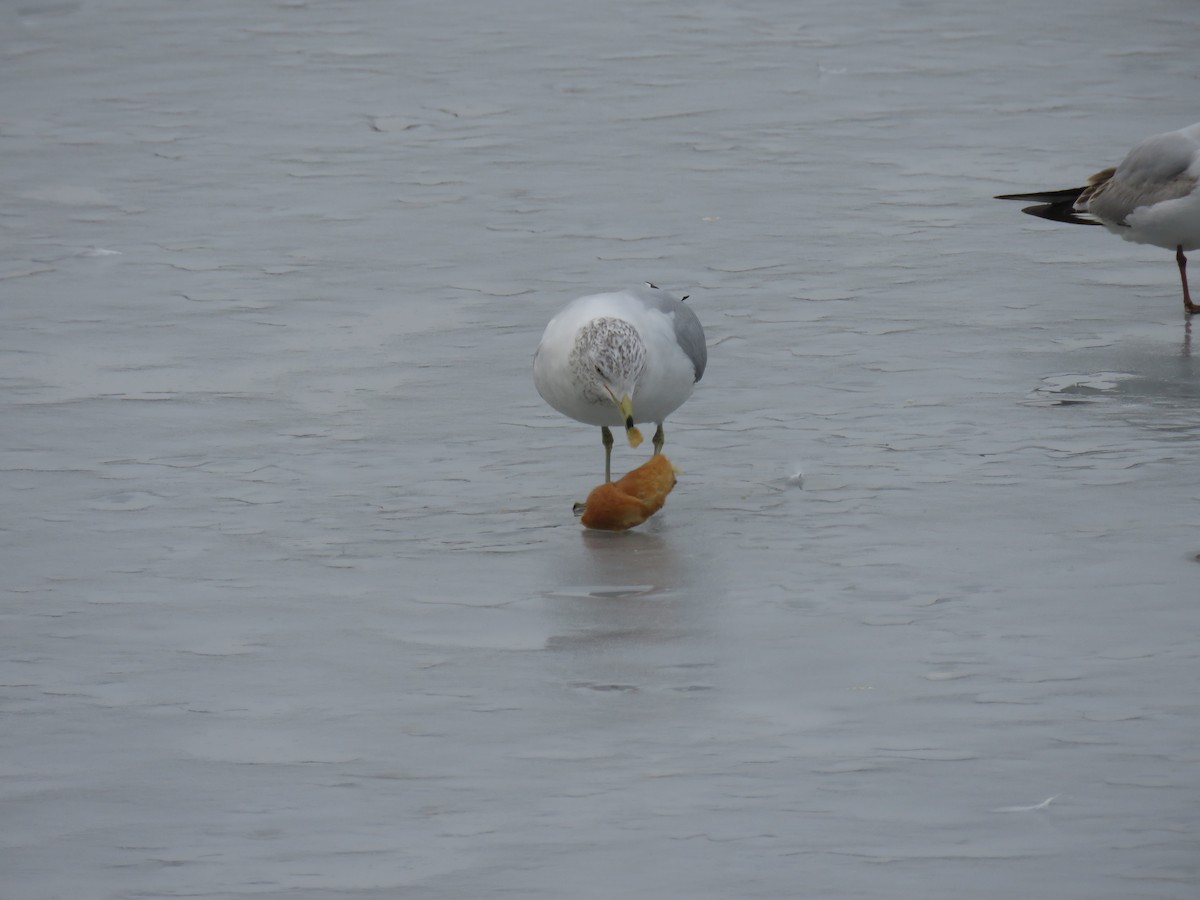Ring-billed Gull - ML630997352