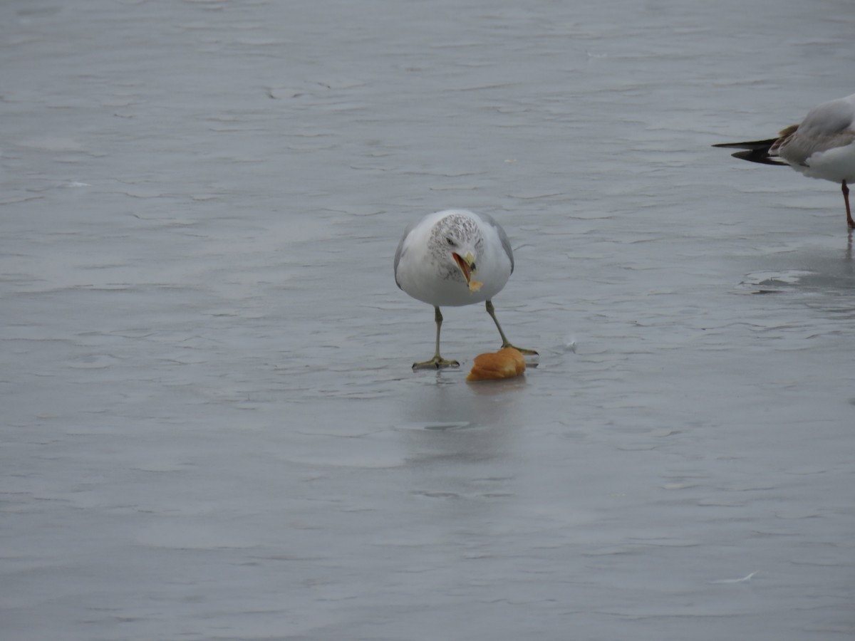 Ring-billed Gull - ML630997353