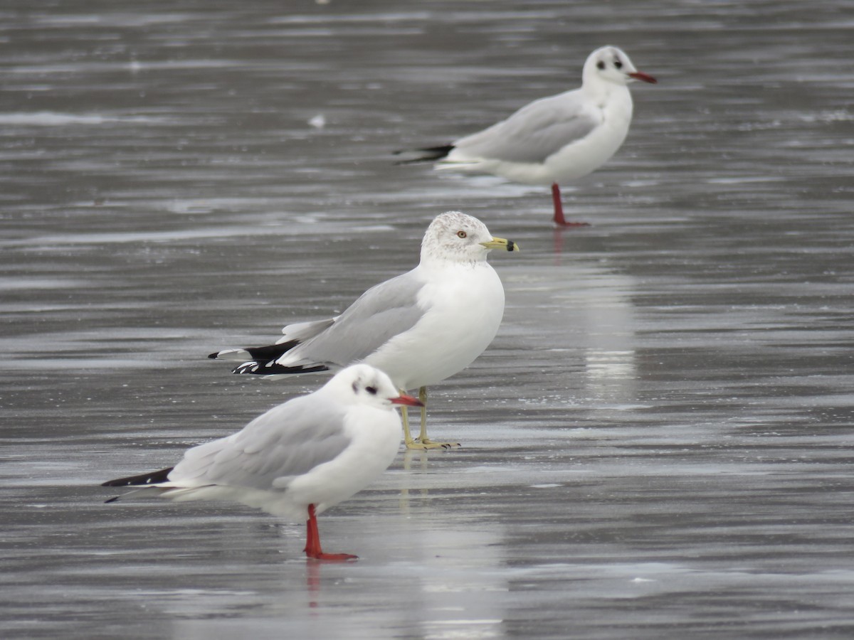 Ring-billed Gull - ML630997354