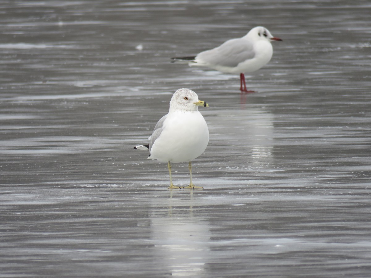 Ring-billed Gull - ML630997355