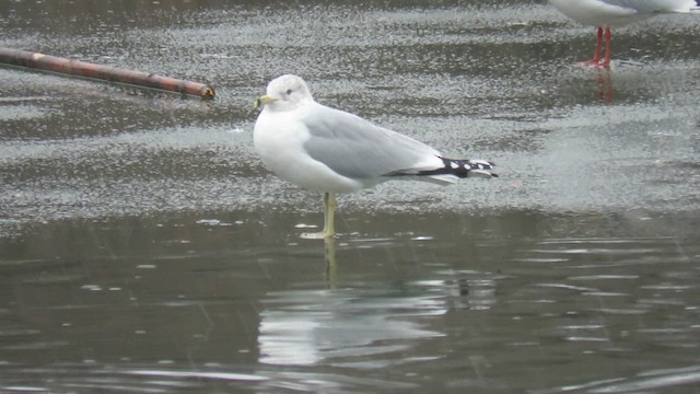 Ring-billed Gull - ML630997356