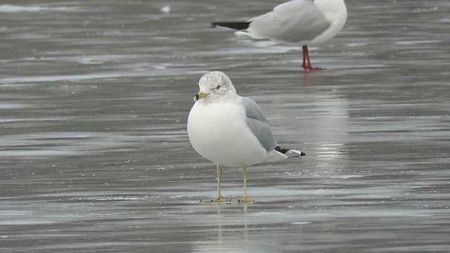 Ring-billed Gull - ML630997359