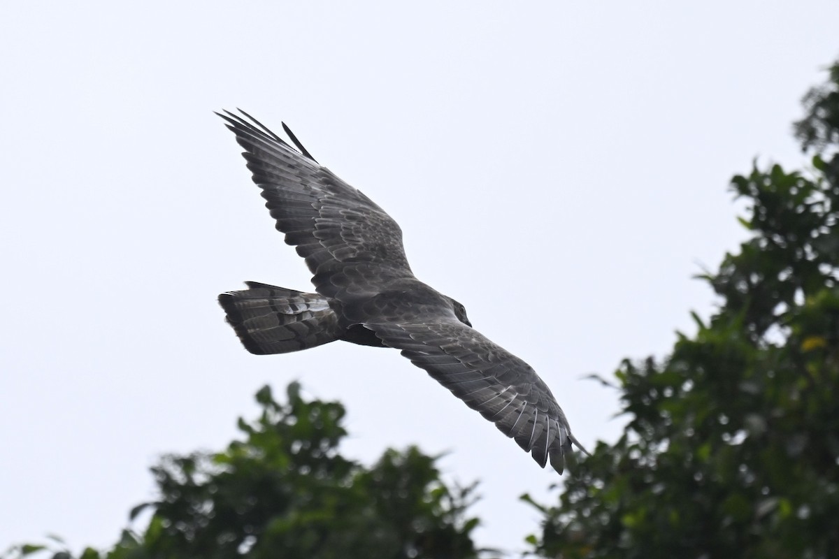 African Goshawk (Southern) - ML630997437