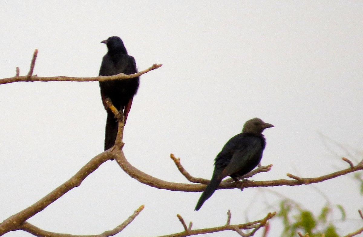 Red-winged Starling - ML63099761