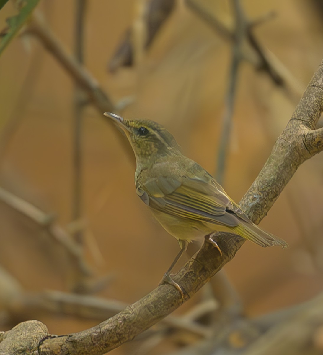 Large-billed Leaf Warbler - ML630997694