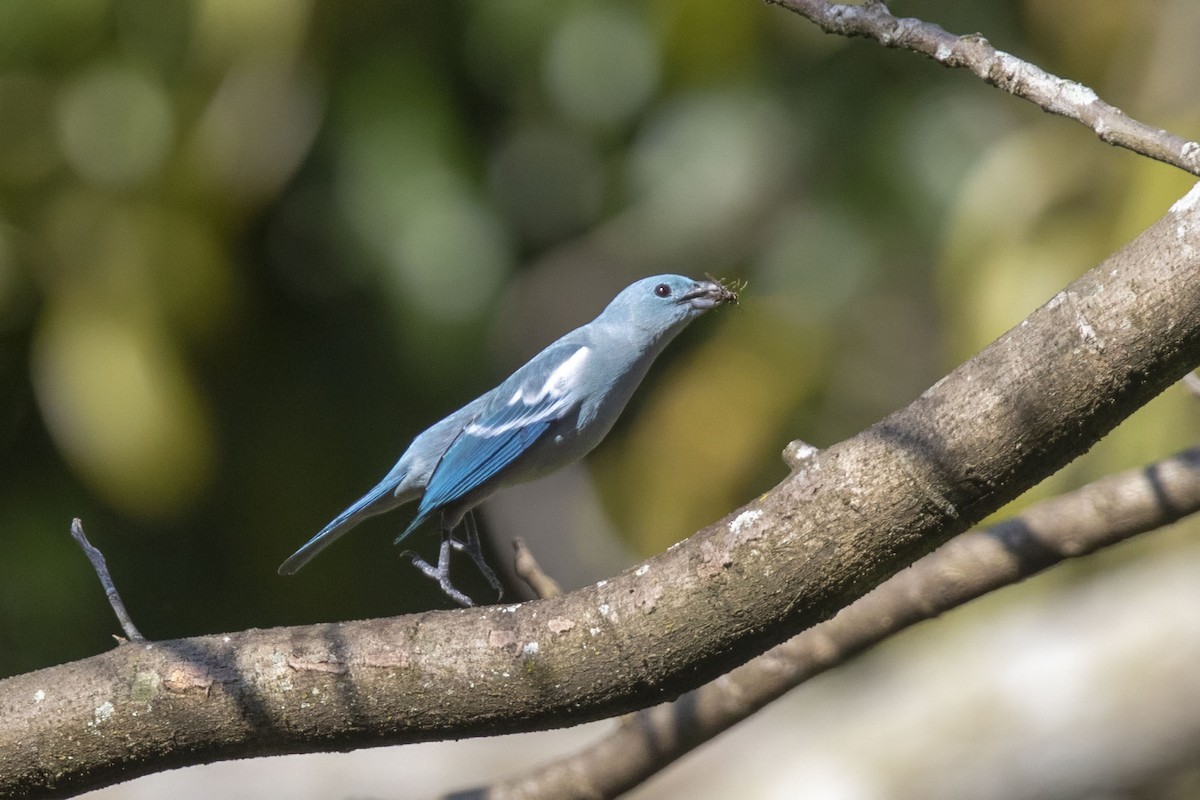 Blue-gray Tanager - ML630997809