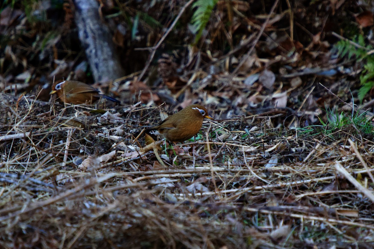 Chinese Hwamei - ML630998202