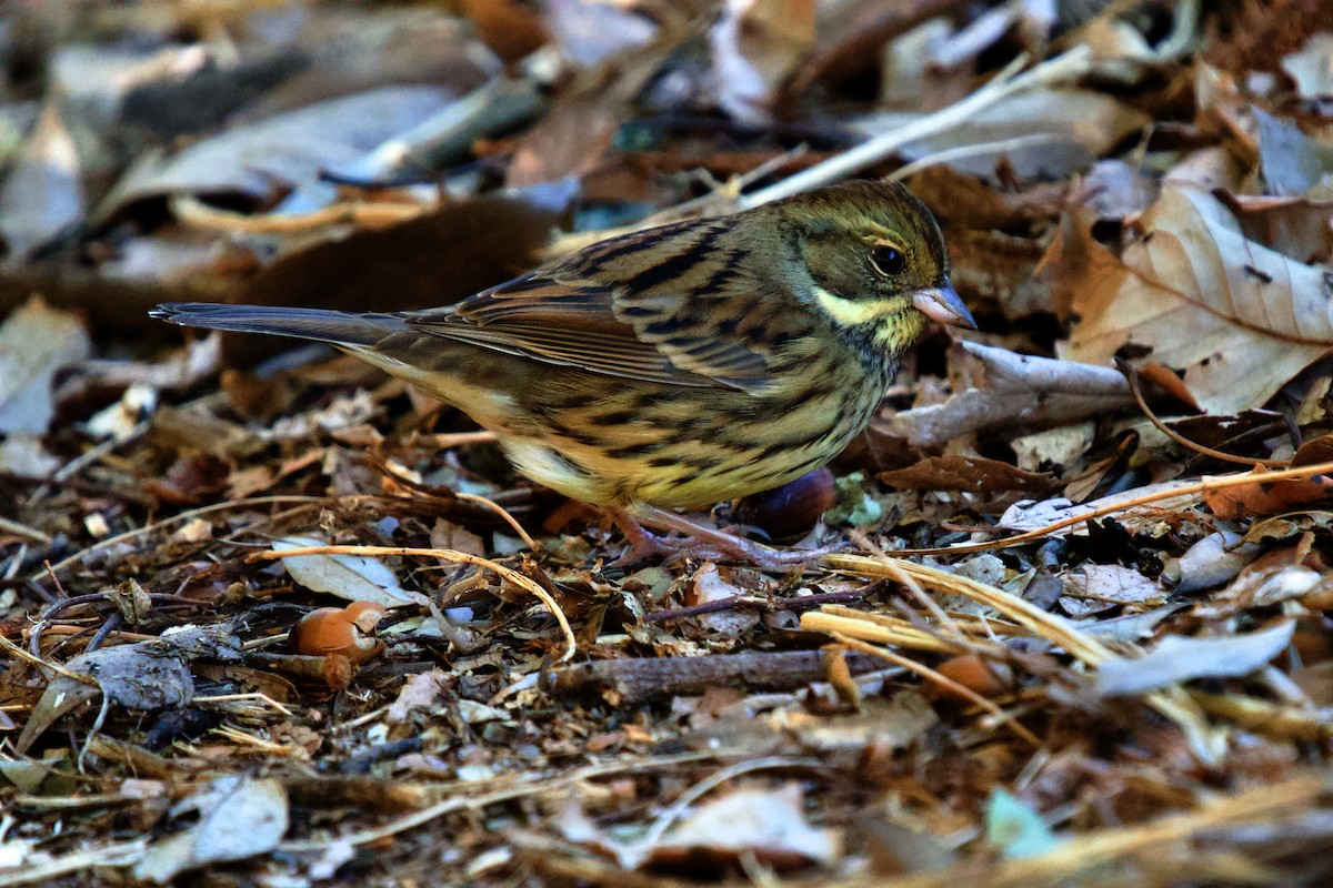 Masked Bunting - ML630998206