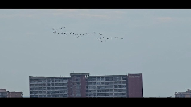 Хархираа тогоруу - ML630998272