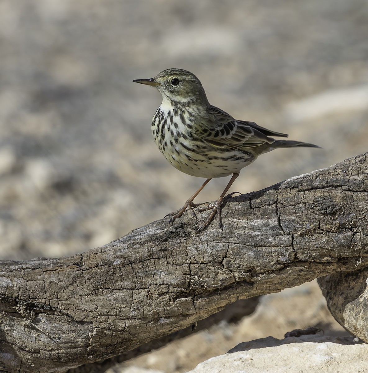 Meadow Pipit - ML630998295