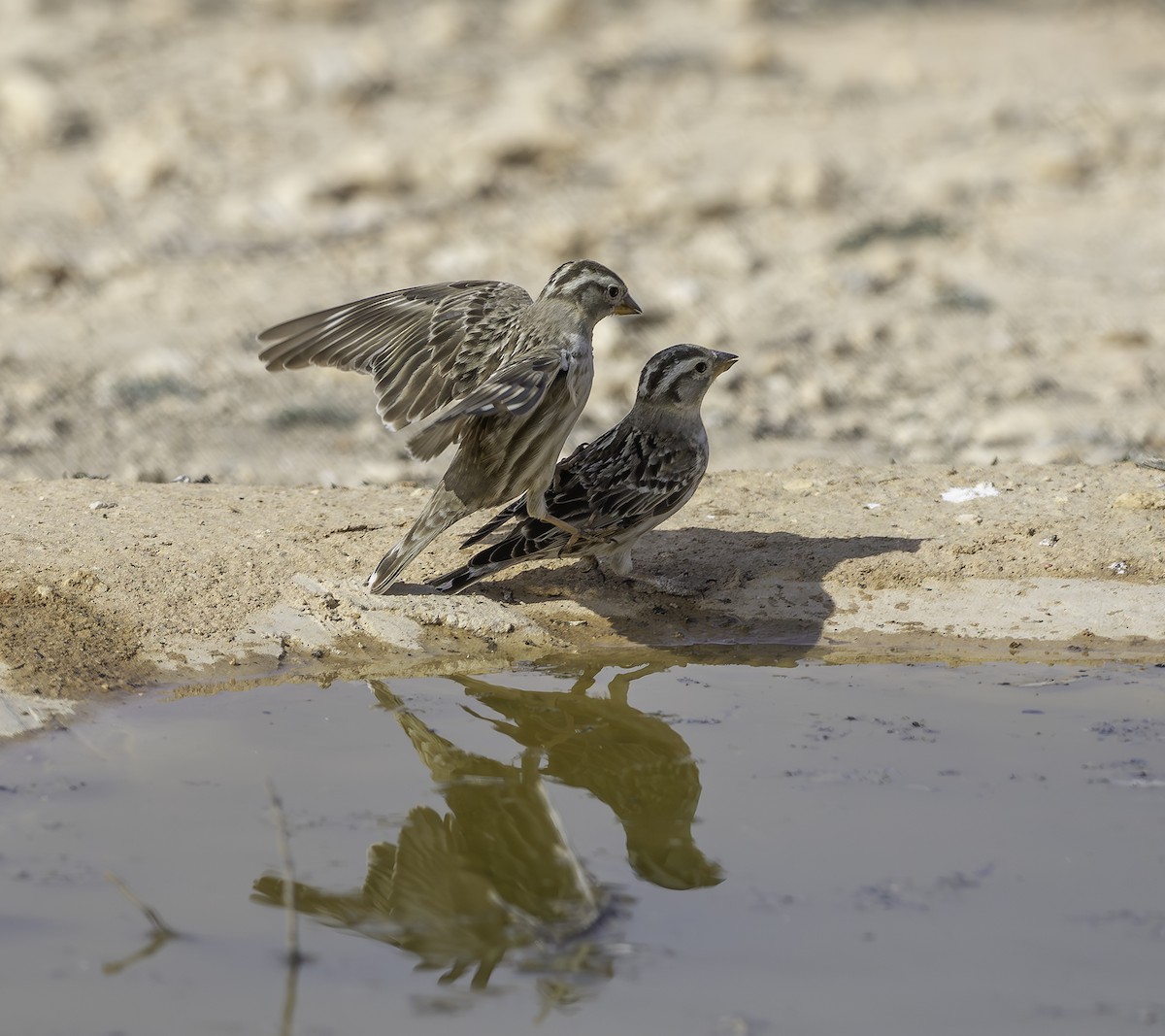 Rock Sparrow - ML630998310