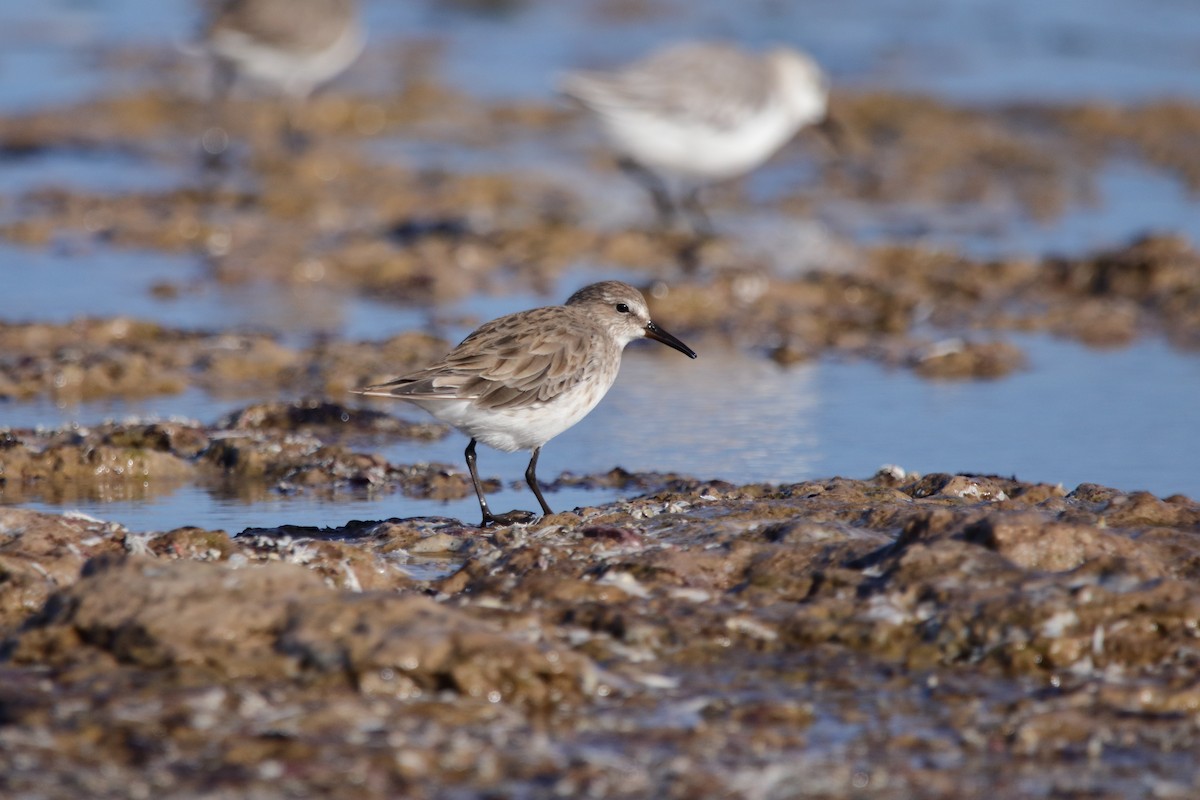 White-rumped Sandpiper - ML630998314