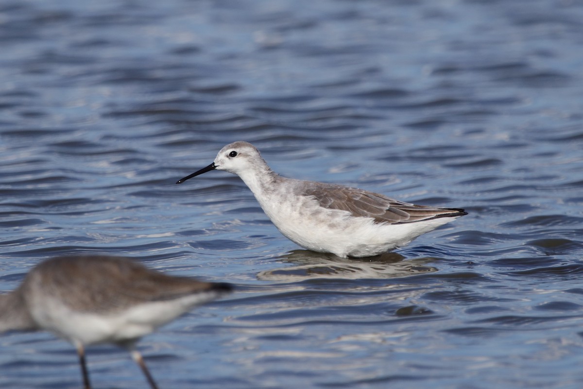 Wilson's Phalarope - ML630998397