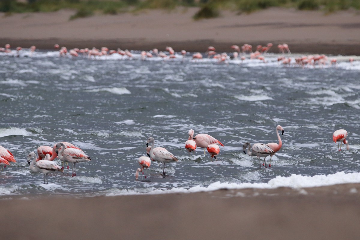 Chilean Flamingo - ML630998446