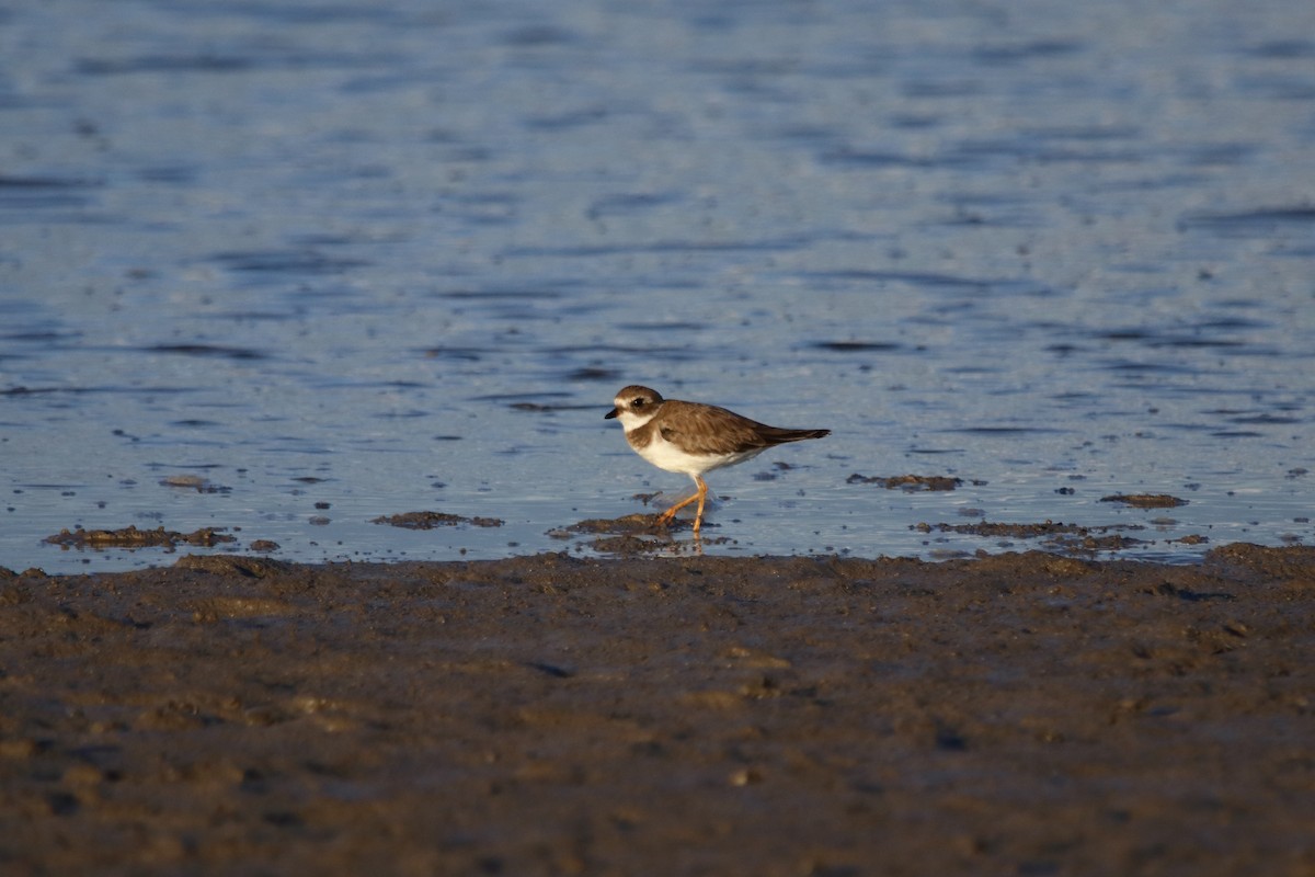 Semipalmated Plover - ML630998503