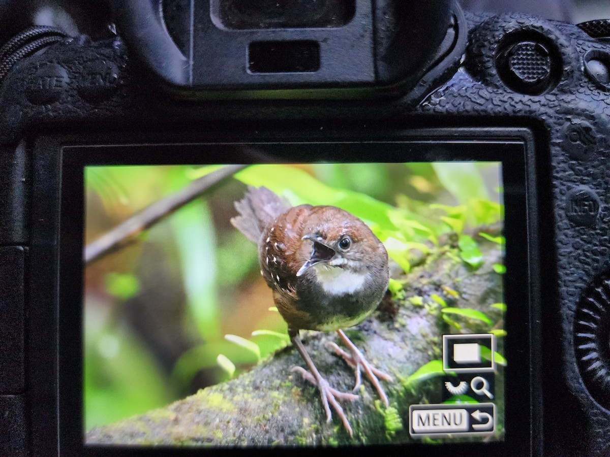 Bicol Ground-Warbler - ML630998579