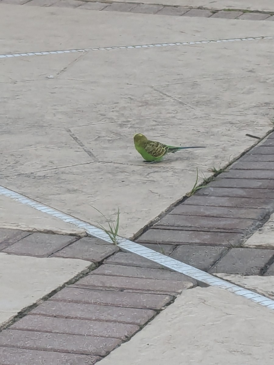 Budgerigar - ML630998720