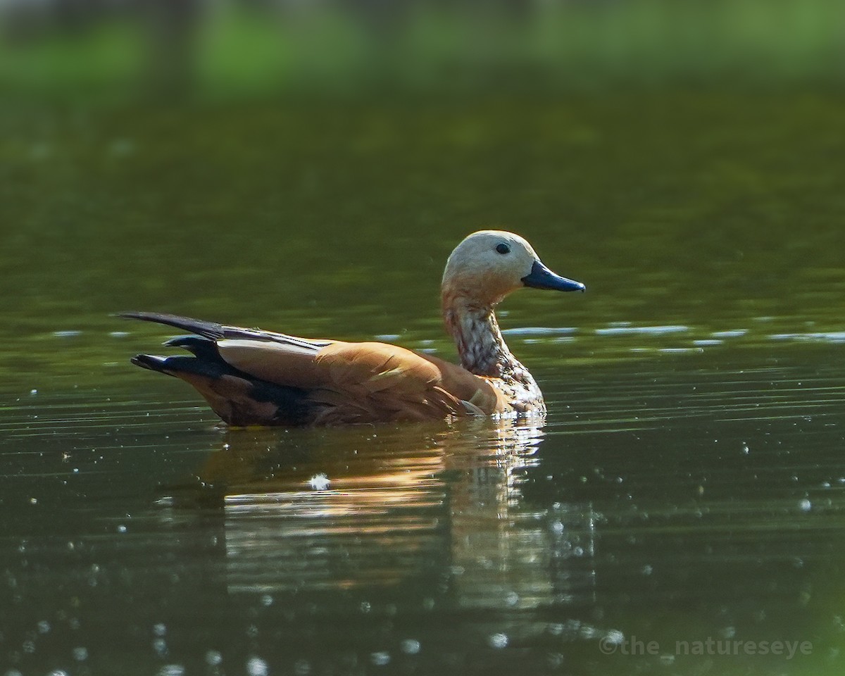 アカツクシガモ - ML630998947