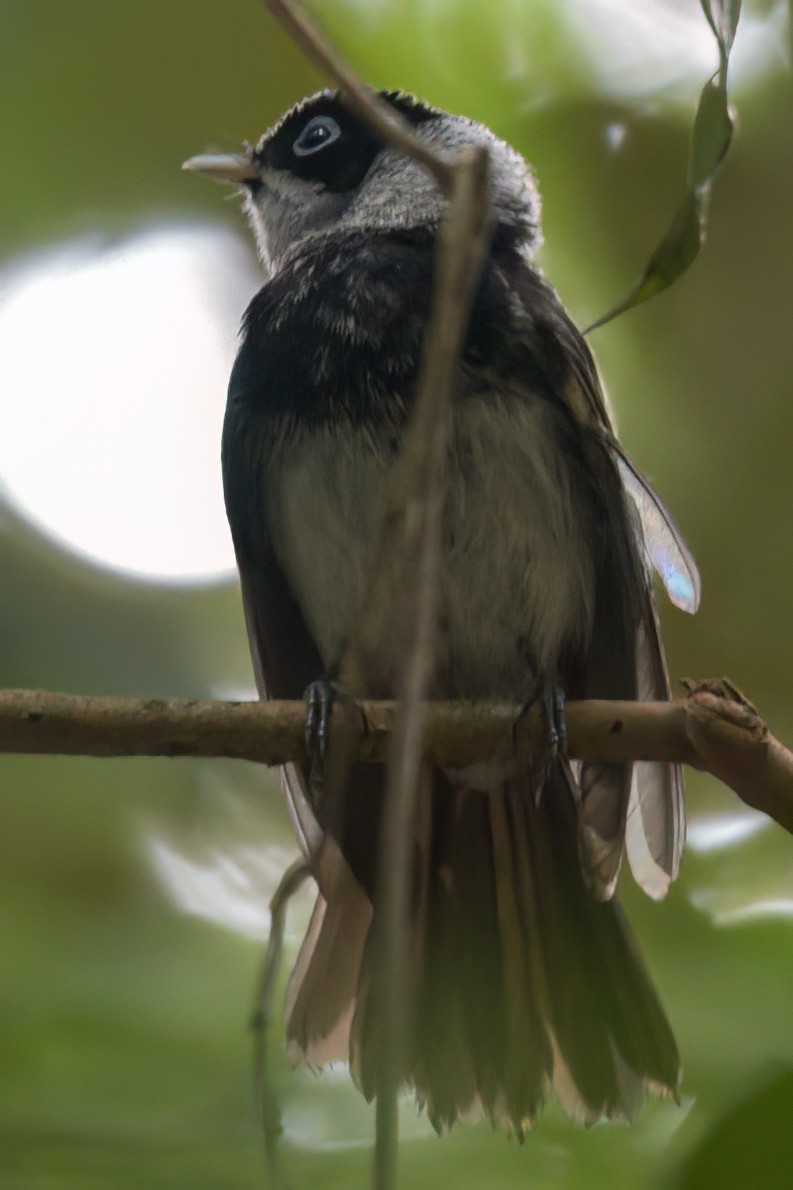 Pied Monarch - ML630998998