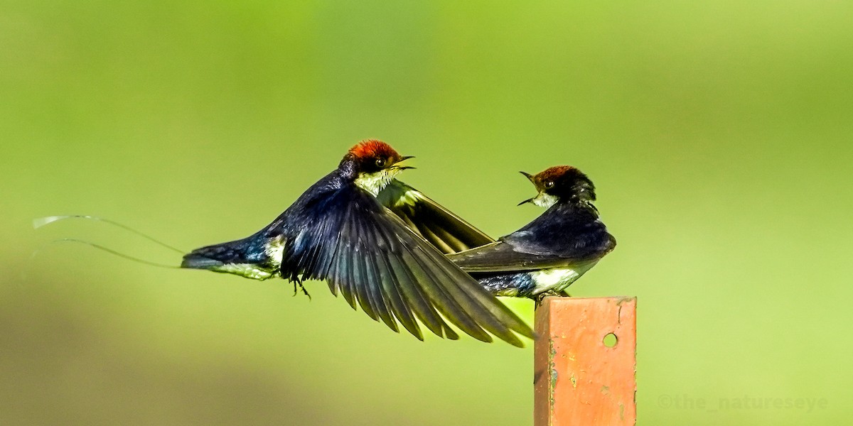 ハリオツバメ - ML630999011