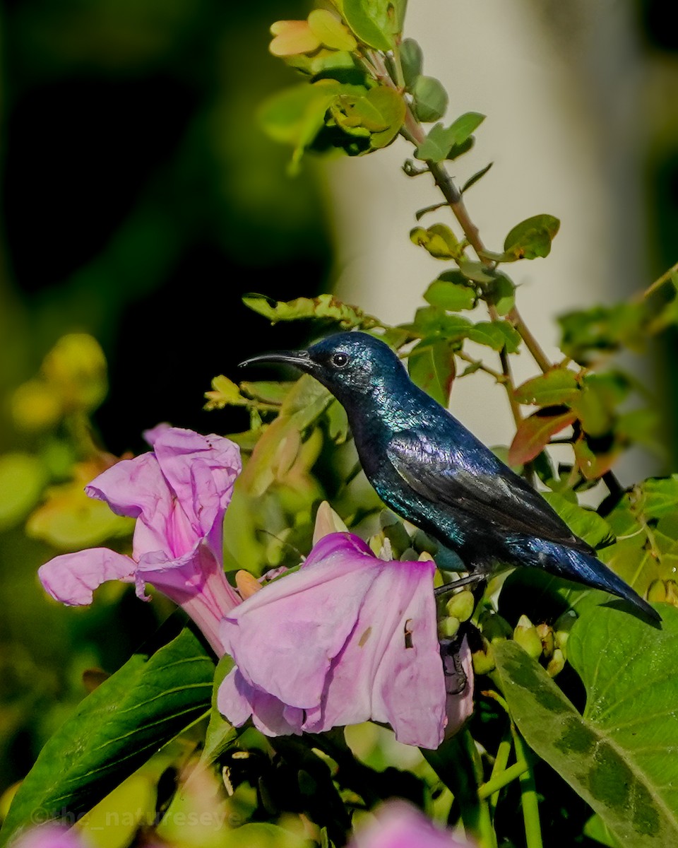 ムラサキタイヨウチョウ - ML630999060