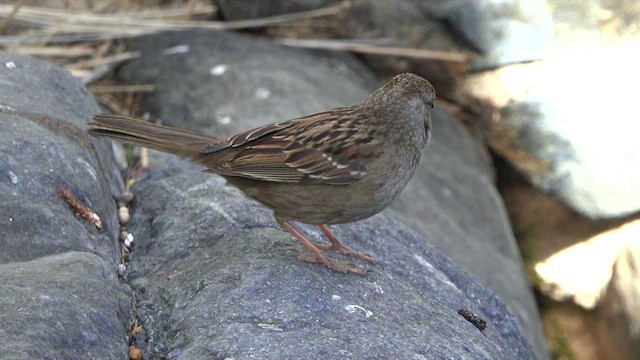 Golden-crowned Sparrow - ML630999068