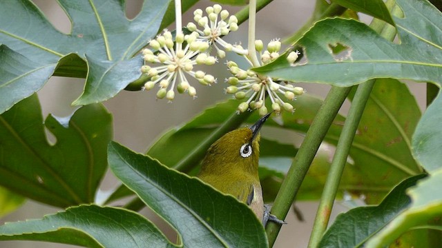 Warbling White-eye - ML630999188