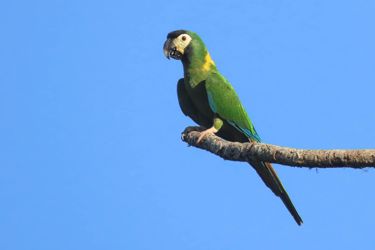 Yellow-collared Macaw - ML630999265