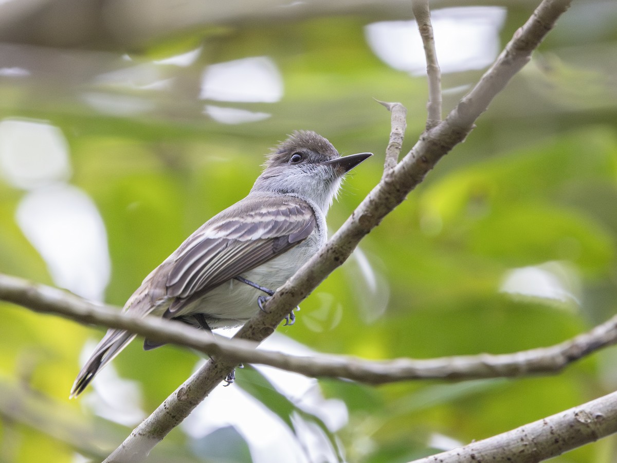 La Sagra's Flycatcher - ML630999315