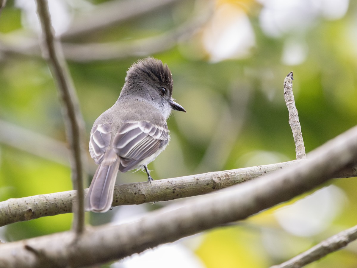 La Sagra's Flycatcher - ML630999327