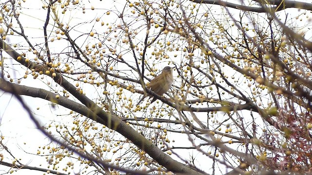 シロハラ - ML630999337