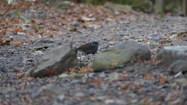 Gray Bunting - ML630999457