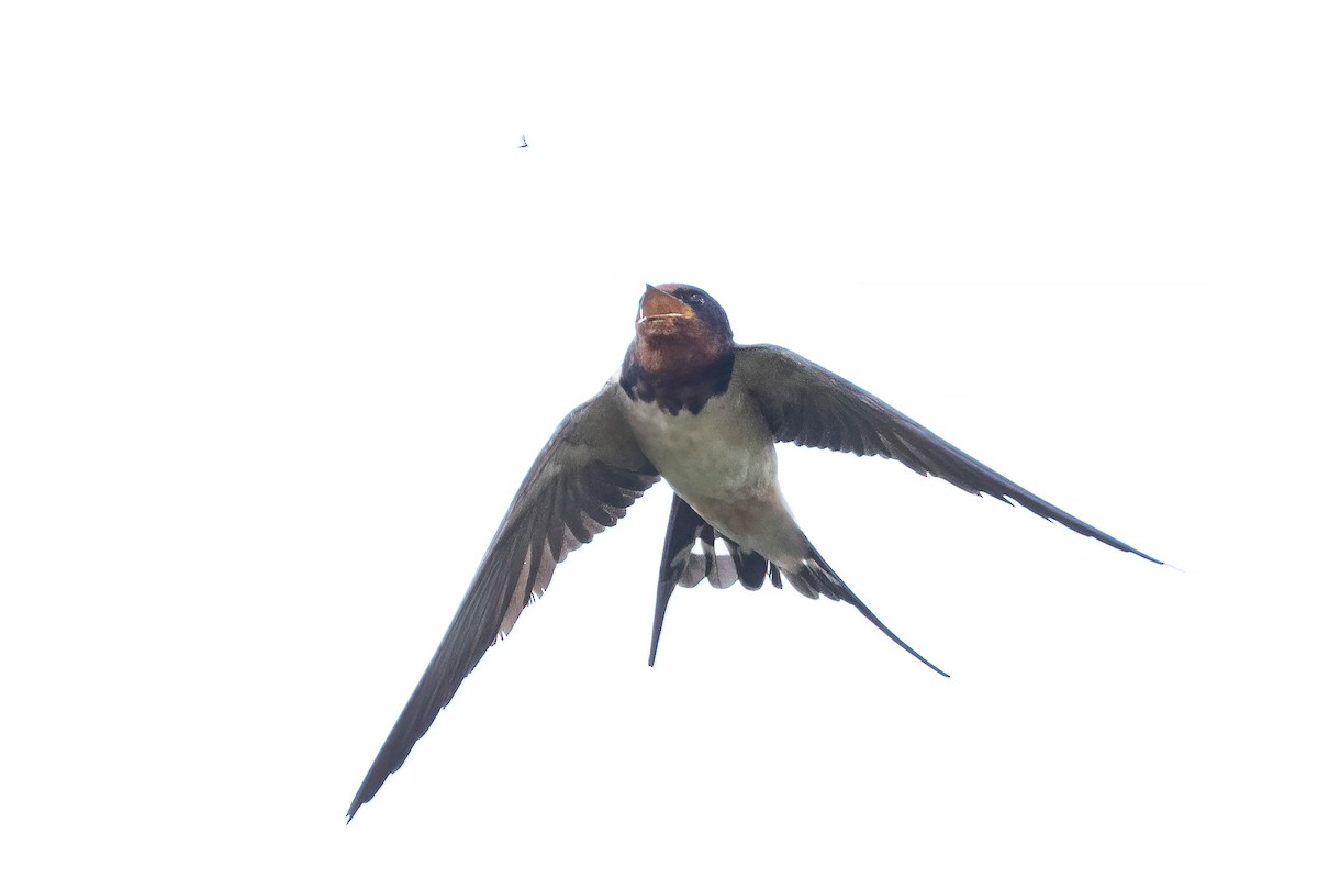 Barn Swallow - ML630999529