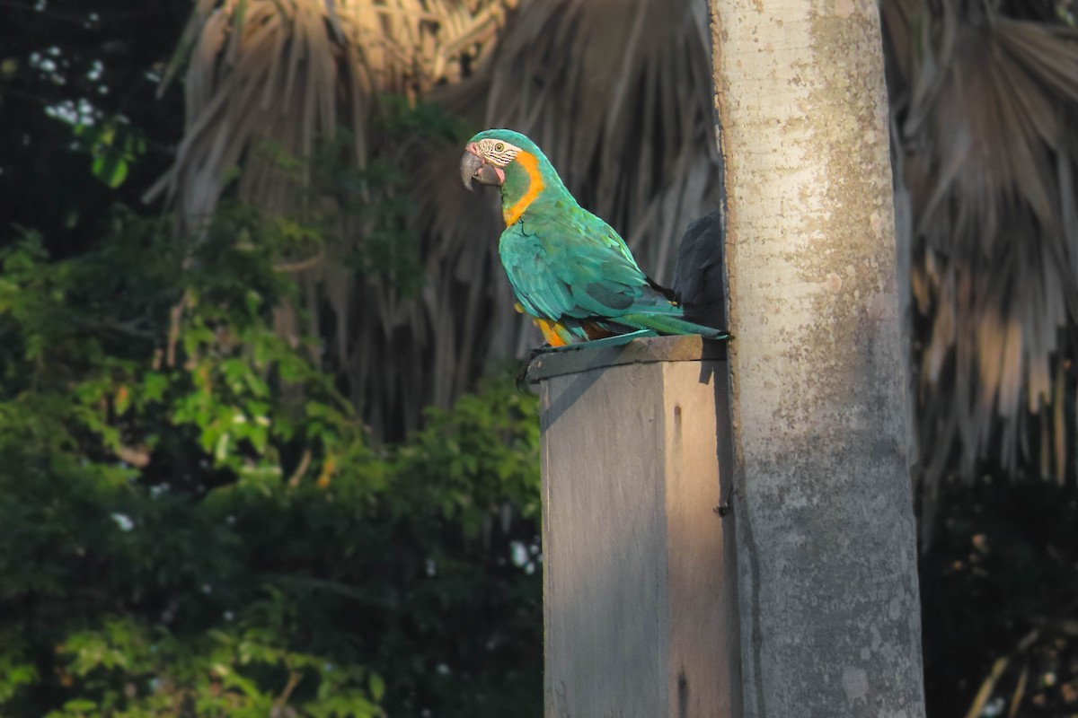 Blue-throated Macaw - ML630999571