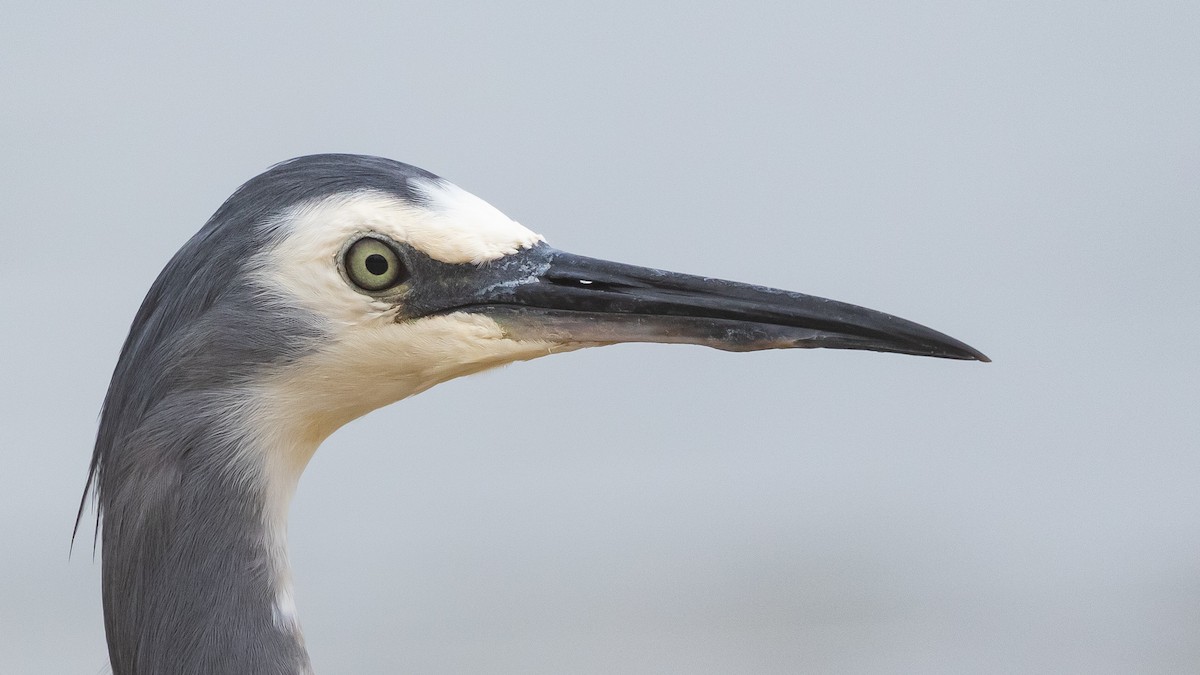 White-faced Heron - ML630999896