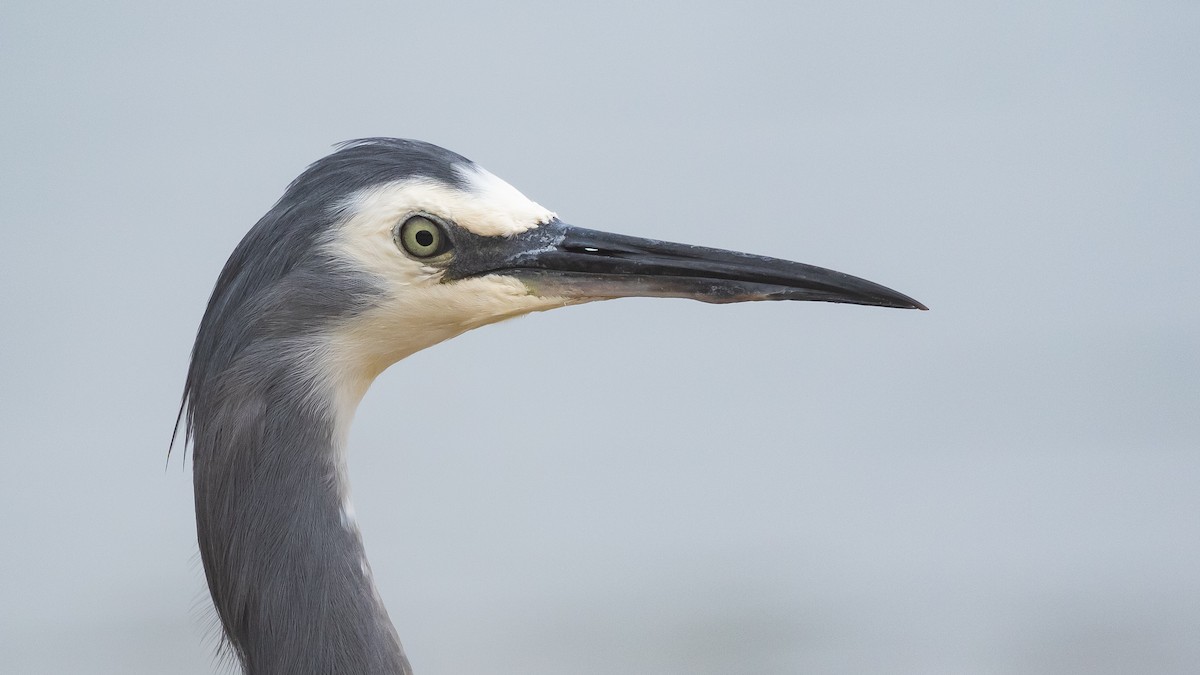White-faced Heron - ML630999897
