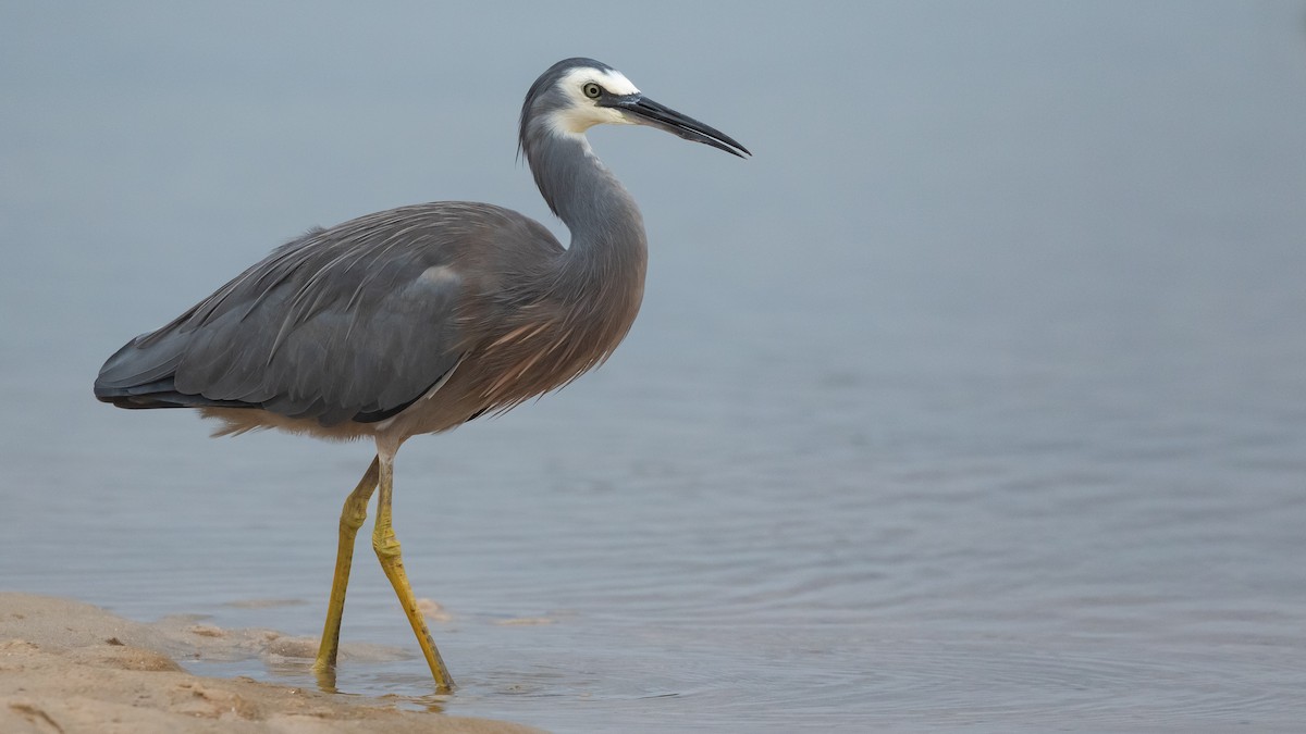 White-faced Heron - ML630999898