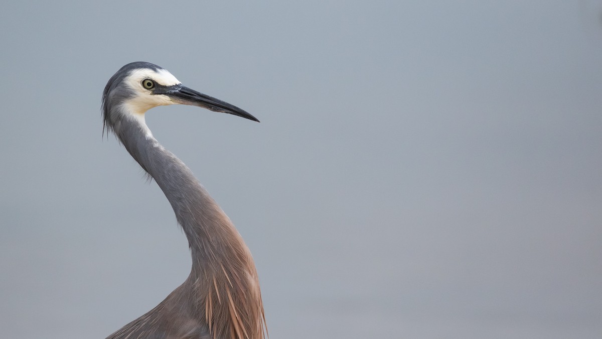 White-faced Heron - ML630999899