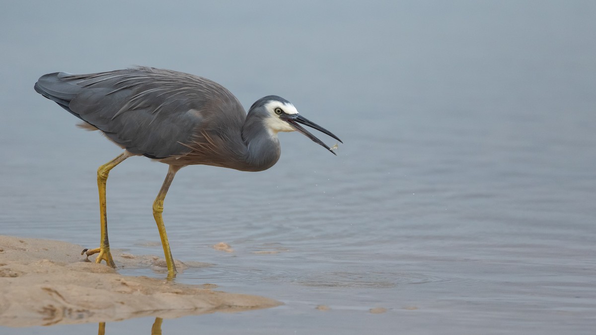 White-faced Heron - ML630999900