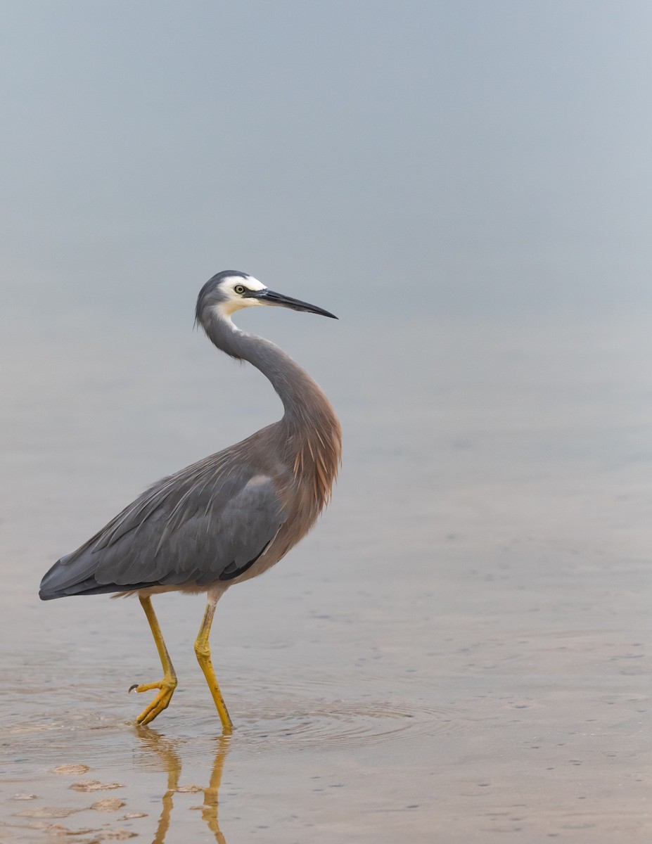 White-faced Heron - ML630999901