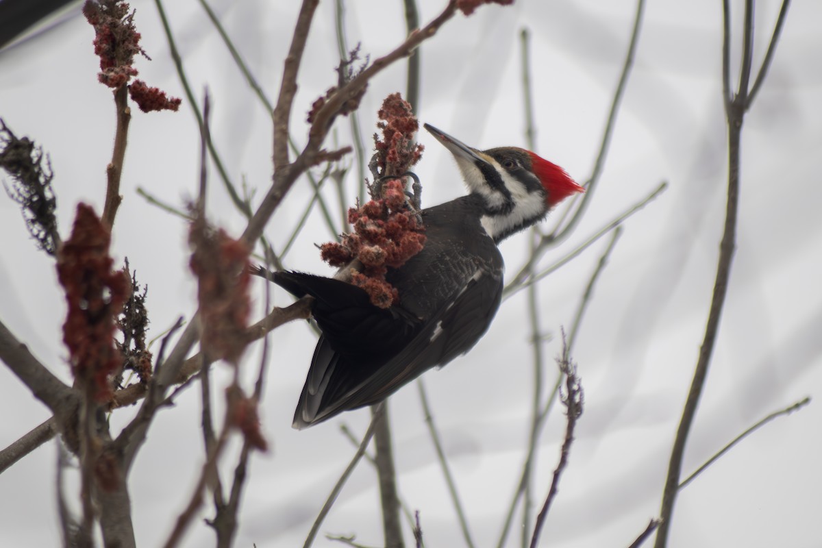 Pileated Woodpecker - ML630999917