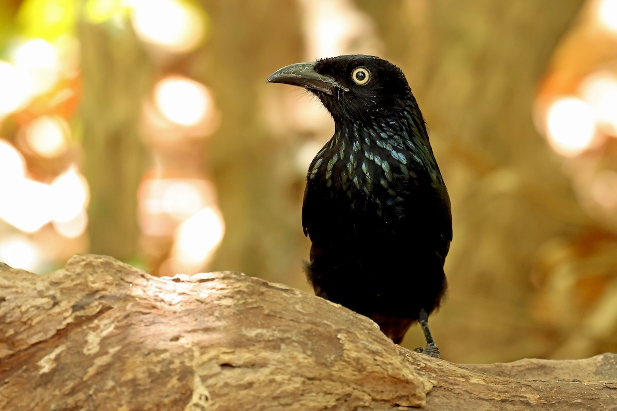 Hair-crested Drongo (Javan) - ML630999976