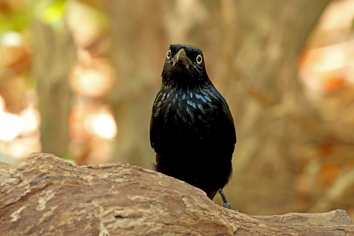 Hair-crested Drongo (Javan) - ML630999978