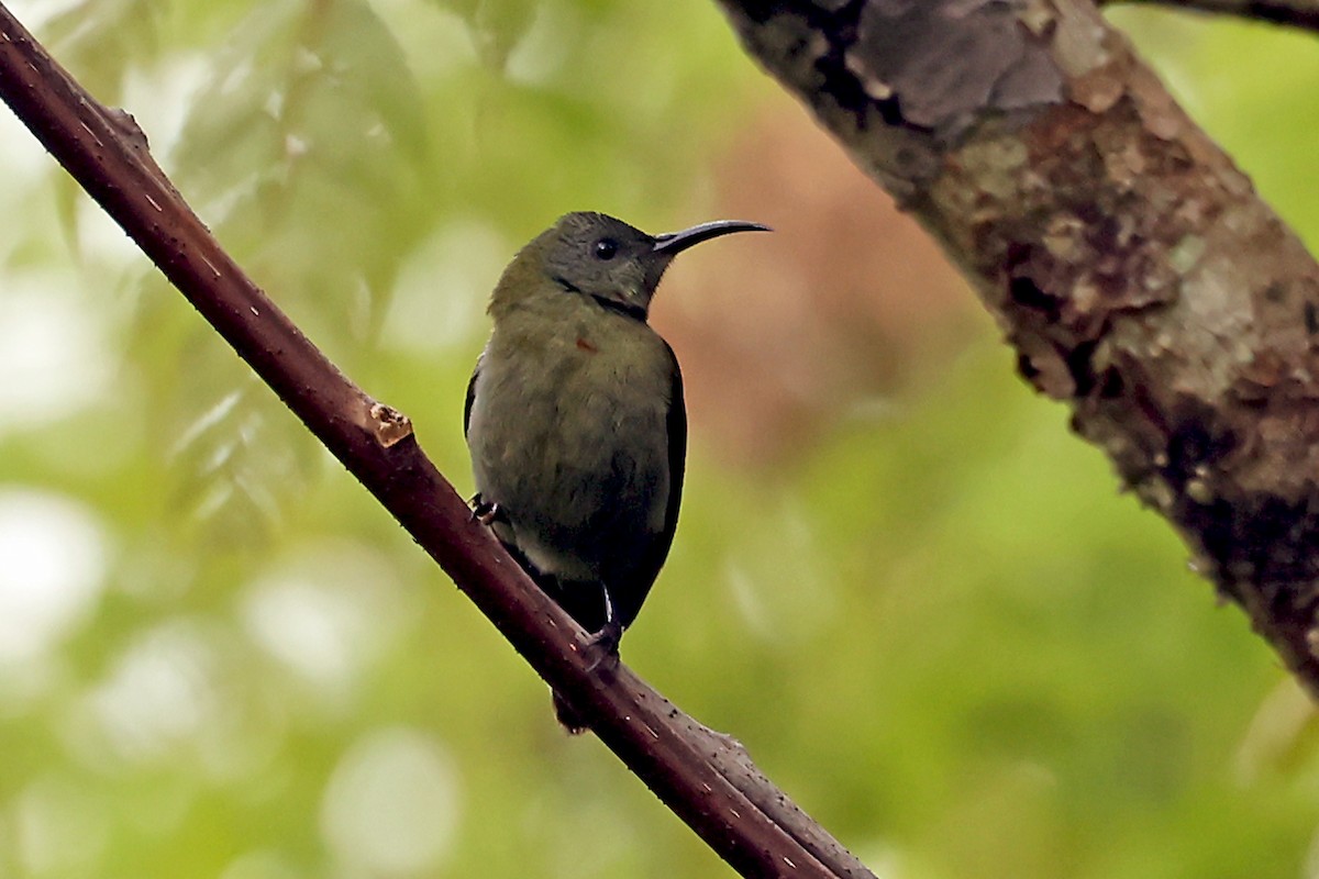 White-flanked Sunbird - ML631000071
