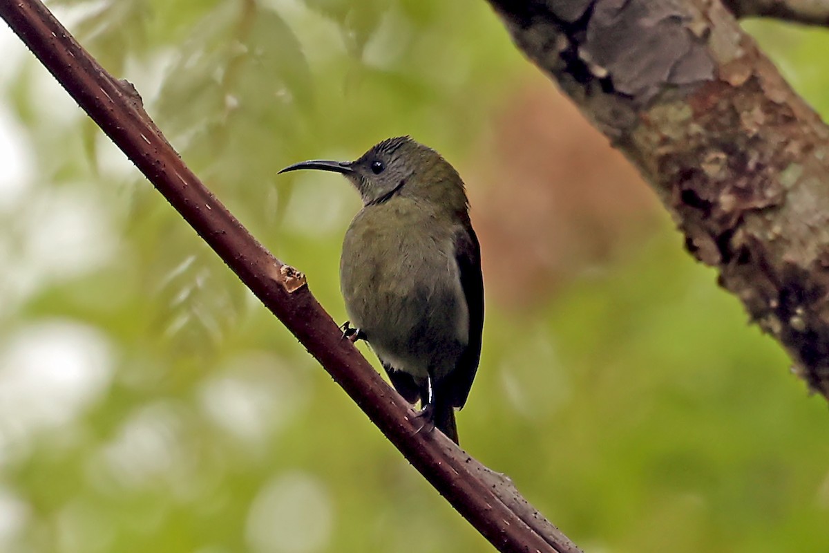 White-flanked Sunbird - ML631000075