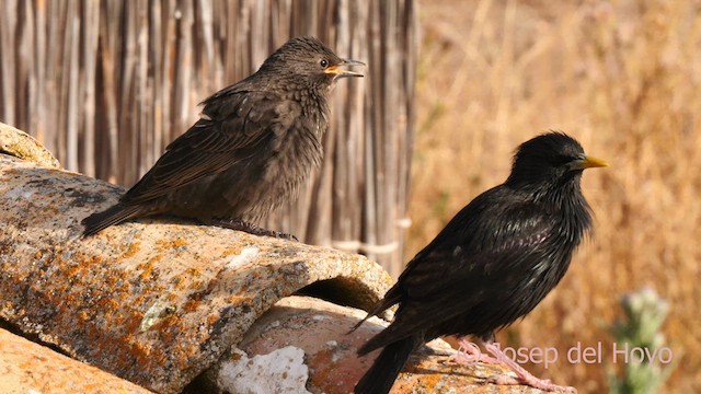 Spotless Starling - ML631000225